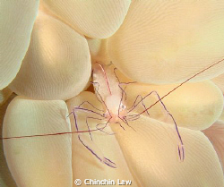 transparent eggy!!! (commensal shrimp) by Chinchin Law 